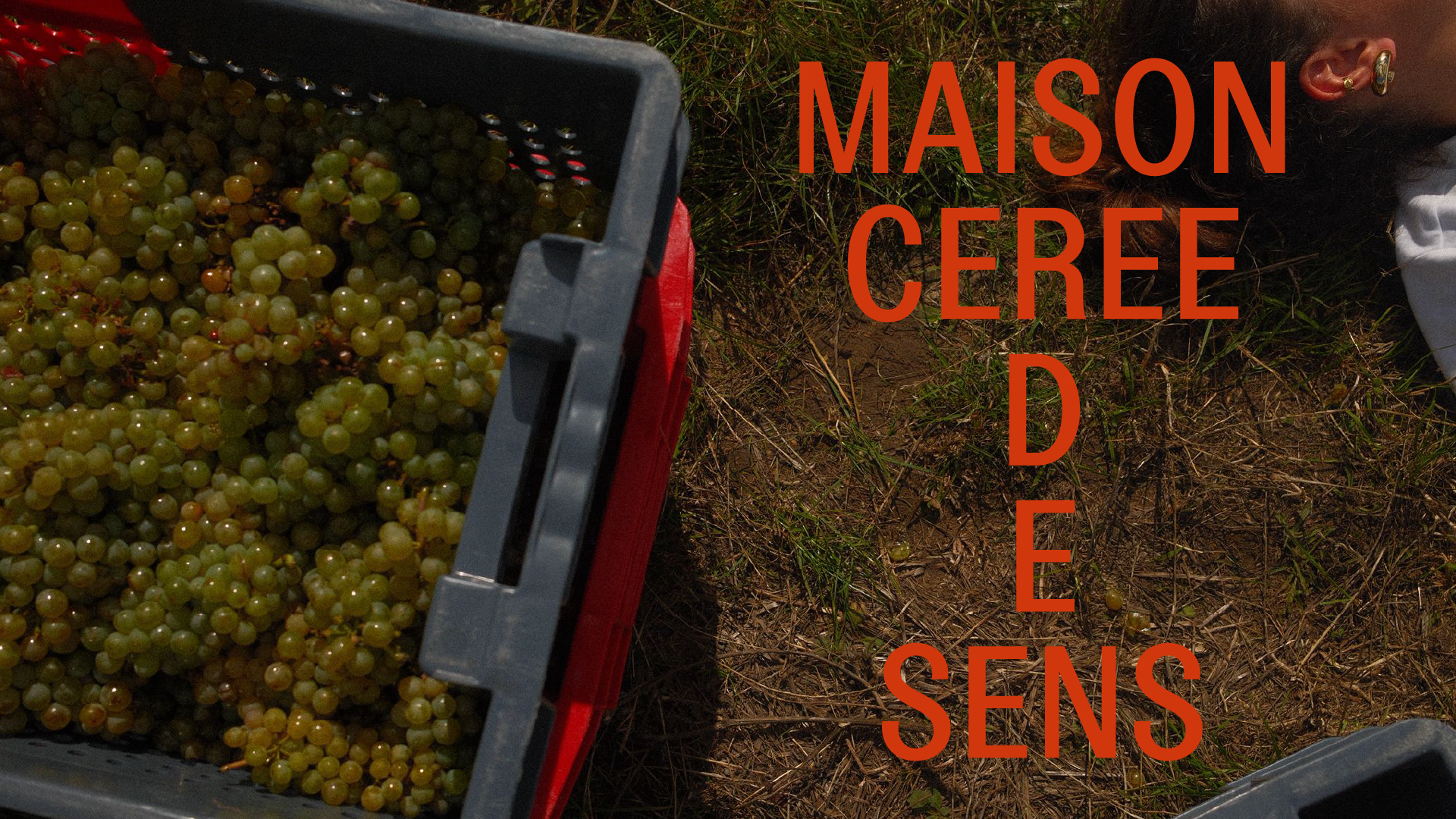 logo étiquette bouteille de vin avec photo de raison en fond